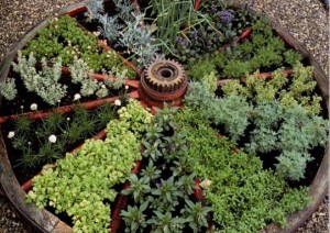 Famous Wagon Wheel Herb Garden Design.jpg
