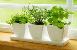 Herb Garden Design Kitchen