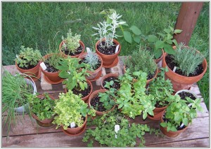 Herb Garden Design Plan.jpg