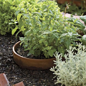How Invasive are Herbs Herb Garden Design.jpg