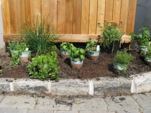 Easy Tips in Making an Herb Garden Design.jpg