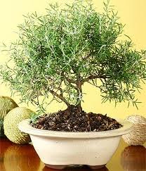 How To Care For A Rosemary Bonsai Image 1 How To Care For A Rosemary Bonsai