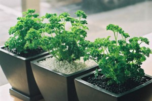 Herb Garden Design - Grow Parsley 