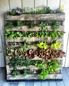 How to Build a Vertical Wooden Pallet Herb Garden.jpg