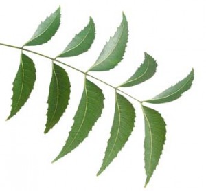Neem Oil as an Organic Pesticide for Your Herb Garden.jpg