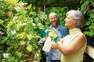 Sabadilla Lily as an Organic Pesticide for Your Herb Garden.jpg