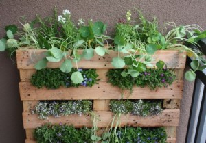 Vertical Herb Garden using a Wooden Pallet.jpg