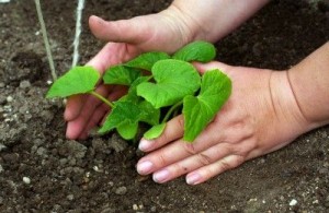 Organic Fertilizer for Your Herb Garden.jpg