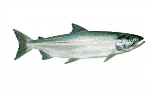 When to Best Apply Fish Emulsion Fertilizer.jpg
