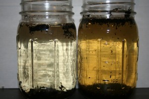 Benefits of Worm Tea.jpg