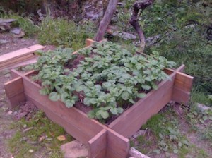 Liquid Plant Food Concentrate.jpg