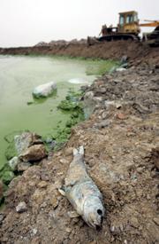 Phosphorous Fertilizer and Water Pollution.jpg