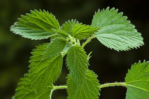 Herbs for Arthritis Pain 3
