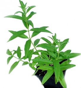 best herbs to grow in pots