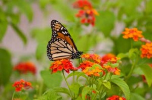 butterfly herb garden