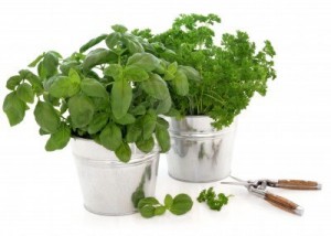 herb gardening