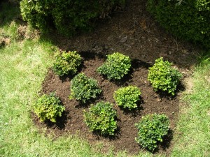 Common her gardening mistakes 