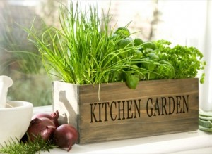 window box herbs