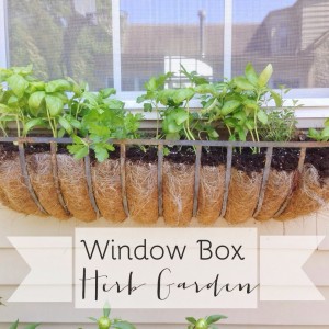 window box herbs
