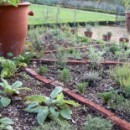 Choose The Herb Garden Design That Fits Your Need