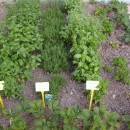 Importance of Herb Garden Designs