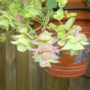 Plant Herbs That Are As Beautiful As They Are Useful