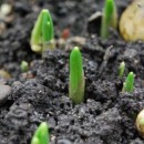Herbal Cycle of Life in your Herb Garden Design Layout