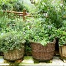 Gardening Benefits With A Mini Herb Garden Design